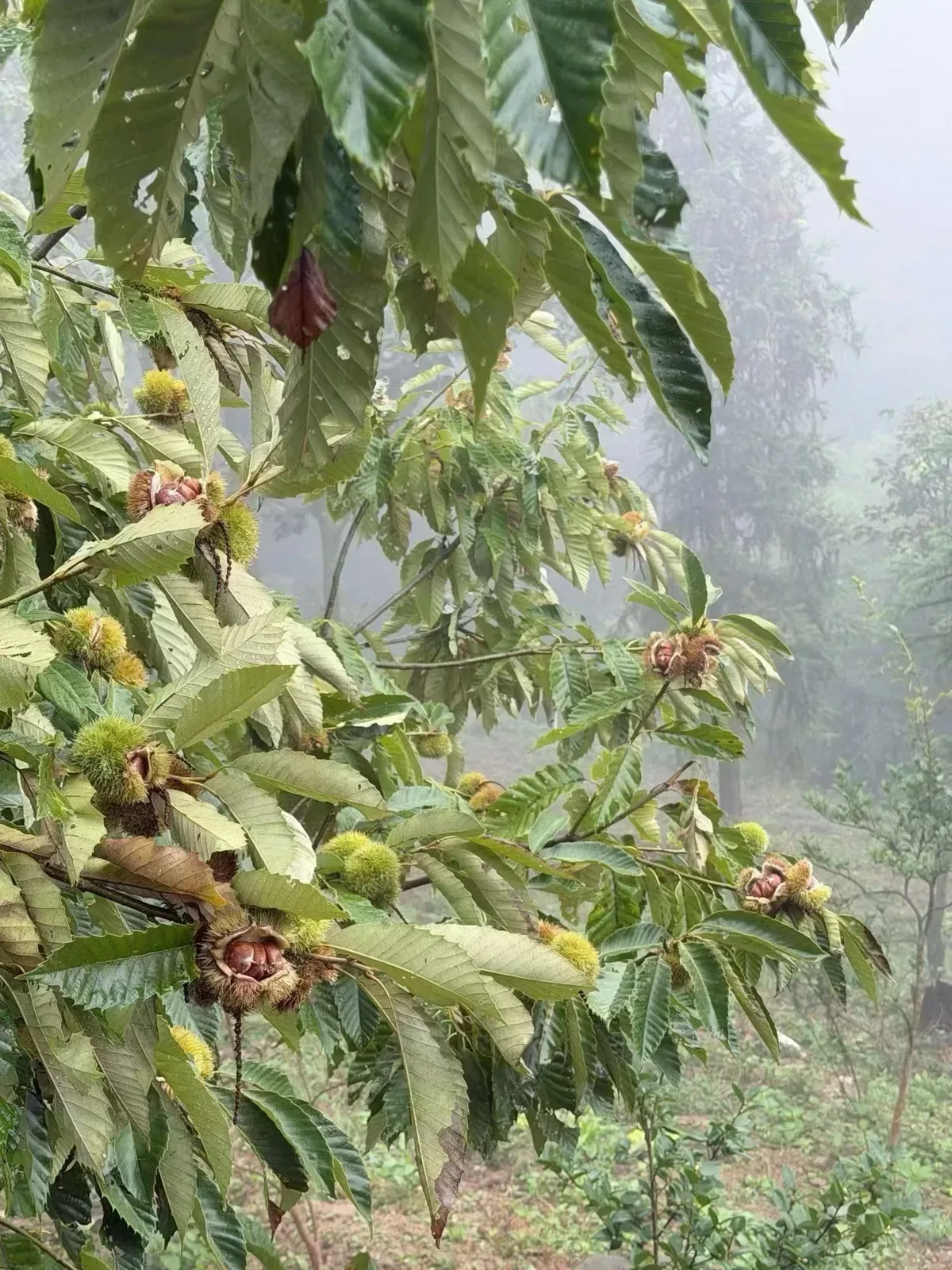 Des branches de châtaignier portent des bogues épineuses, dont certaines s’ouvrent sur des fruits bruns et brillants, devant un versant brumeux.