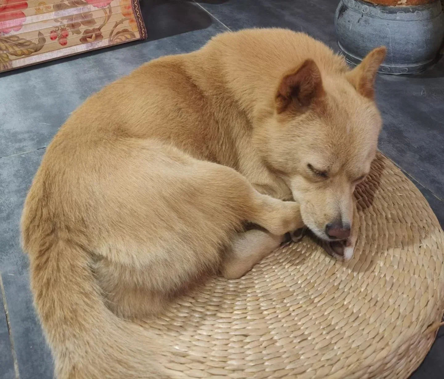 Un chien blond dort en boule sur un coussin de paille, près d’une table basse en bambou et du socle de pierre d’un pilier.